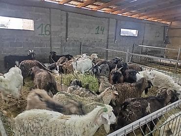 мастит: Продаю | Коза (самка) — 3