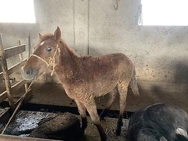 Продаю | Жеребец