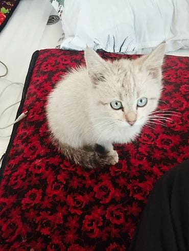 Котёнок с голубыми глазами и светлой шерстью с табби-окрасом