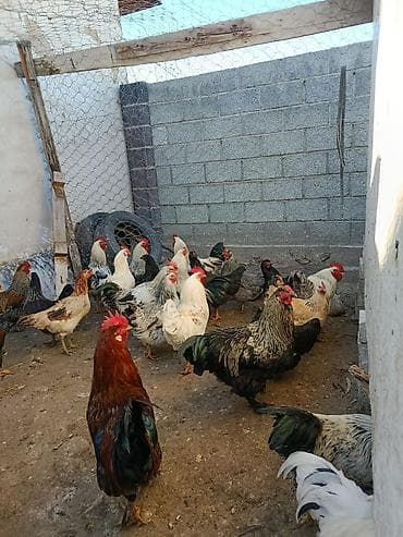 цыплята мастер грей: Продаю | Куры | Для разведения — 6