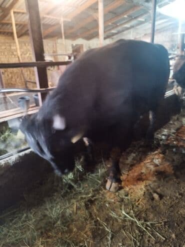 продаю домашние куры: Продаю | Бык (самец) | На забой | Привязанные — 9