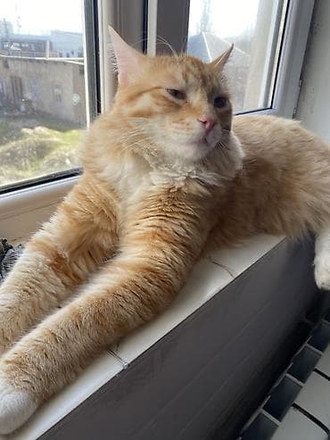 большие кошки: 11 месяцев, Мальчик, Метис, Приучена к лотку, С прививками — 1