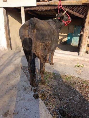 корм для домашних животных: Продаю | Корова (самка), Бык (самец), Тёлка | Полукровка, Алатауская — 5