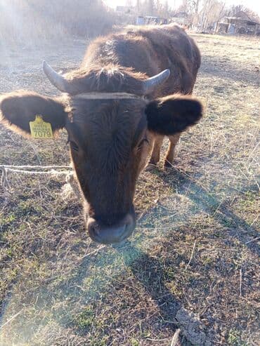 купить собаку для охоты: Продаю | Тёлка | На откорм | Привязанные — 1