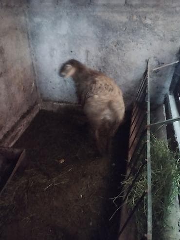 дакан товук: Продаю | Баран (самец) | Гиссарская | На забой | Осеменитель — 1