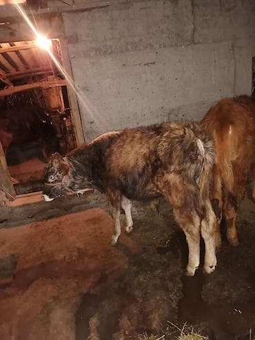 кожа крс: Продаю | Музоо, торпок | На откорм | Привязанные — 4