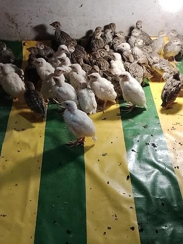 Продаю цыплят белого и серого кеклика