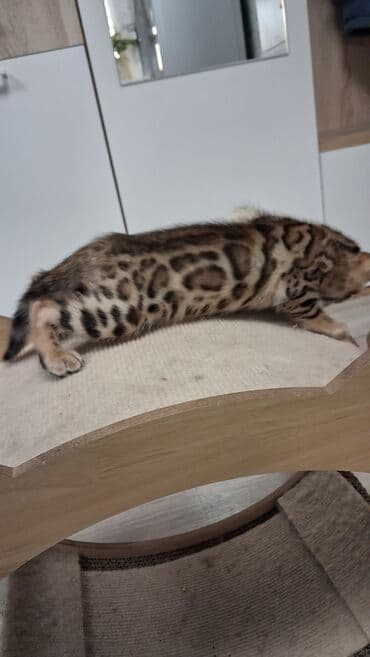 немецкая овчарка щенок в оше: Бенгальская, 2 месяца, Девочка, Приучена к лотку, Проглистована, С документами — 3