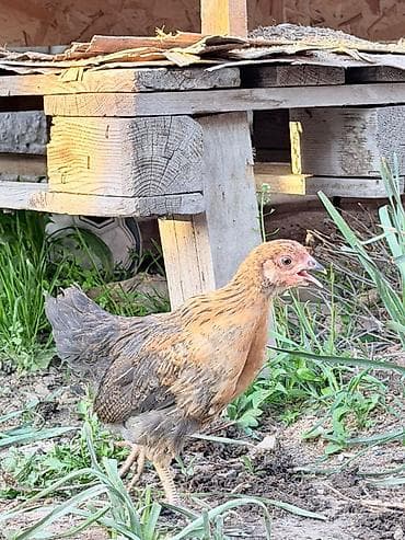 1 мальчик 2 котёнка: Продаю | Цыплята | Несушки — 1