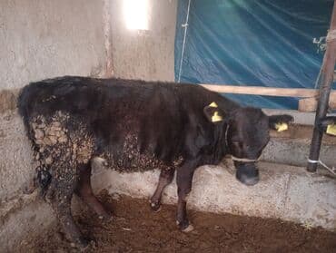 Линолеум: Продаю | Бык (самец) | На откорм | Привязанные — 7