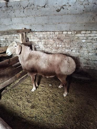 дорпер кой: Продаю | Баран (самец) | Арашан | Для разведения | Племенные — 3