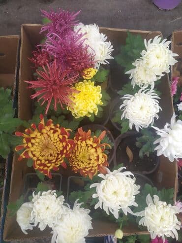 хризантема садовая купить: Хризантемы в горшках — многолетние садовые и комнатные сорта. оптом в — 6