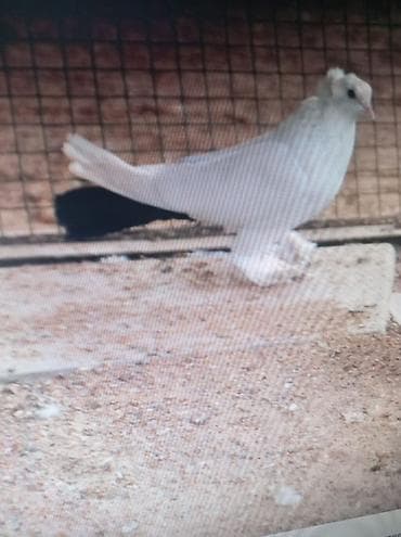 КУПЛЮ СЕВЕРОКАВКАЗСКОГО КОСМАЧА ГОЛУБЯ (САМЦА) ГОТОВОГО К СПАРИВАНИЮ