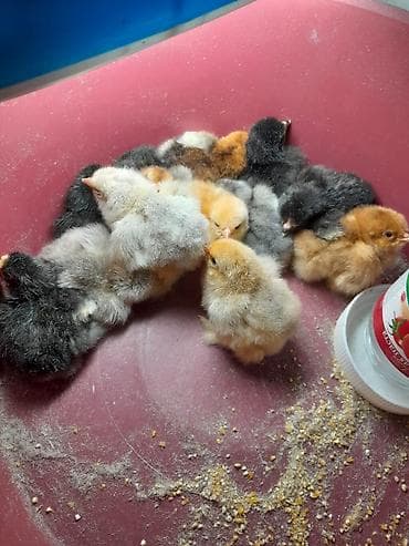 обмен на кур: Продаю | Цыплята | Для разведения — 1