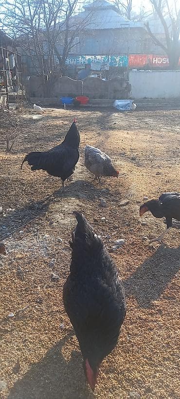 голуби животные: Продаю | Куры | Домашняя | Для разведения — 6