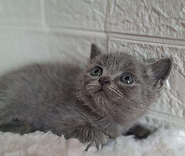 кошка продаётся: Скотиш Страйт (Шотландская прямоухая), 2 месяца, Мальчик, Голубой, Приучена к лотку, Проглистована — 8