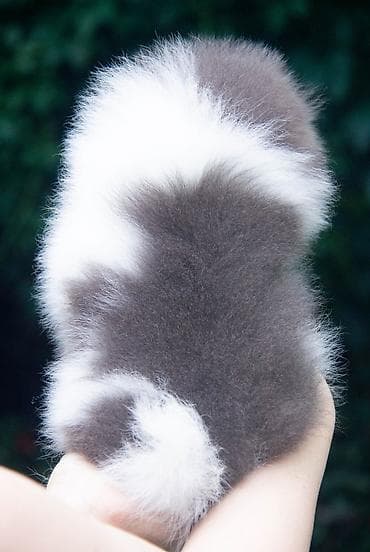german shepherd: Шпиц, 2 месяца, Самец — 10