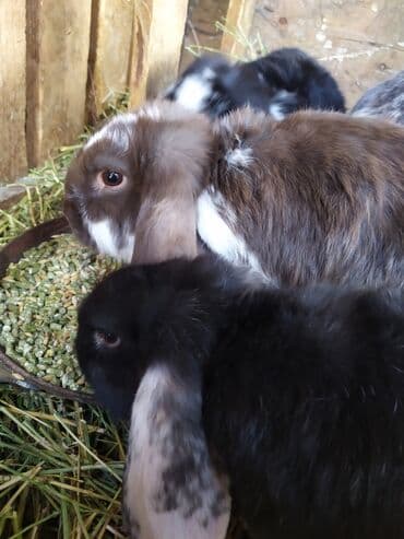 продажа щенков немецкой овчарки с документами в бишкеке: Продаю | Кролик самец | Французский баран | Для разведения | Племенные — 3