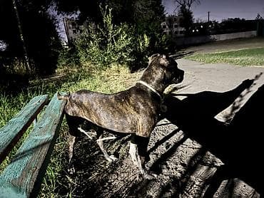 ягдтерьер цена: Сын самурая -однопометник балу, было 4 боя -1 проигрыш причина был — 1