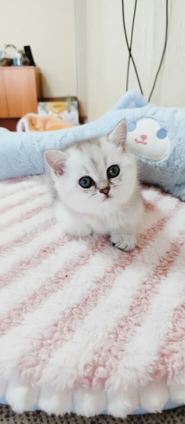 сиамский котенок: Скотиш Страйт (Шотландиялык тик кулактуу), 1 айлык, Эркек, Күмүш өңдүү шиншилла, Лотокко барууга үйрөтүлгөн, Курттардан тазаланган — 4