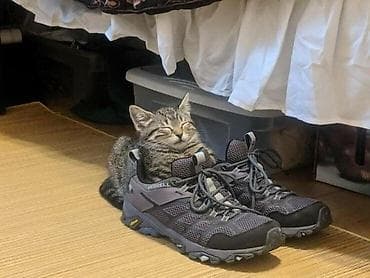 Кошка даром: Бенгальская, 2 месяца, Мальчик