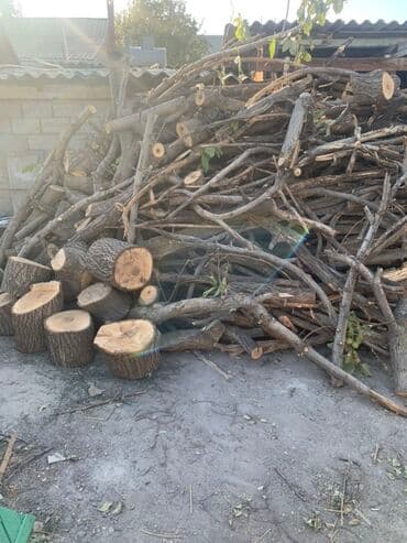 бактар: Лиственница — 4