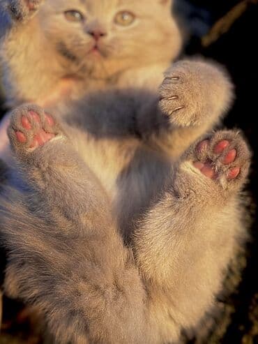 кошки крысоловы: Британская короткошёрстная, 2 месяца, Девочка, Лиловый — 5