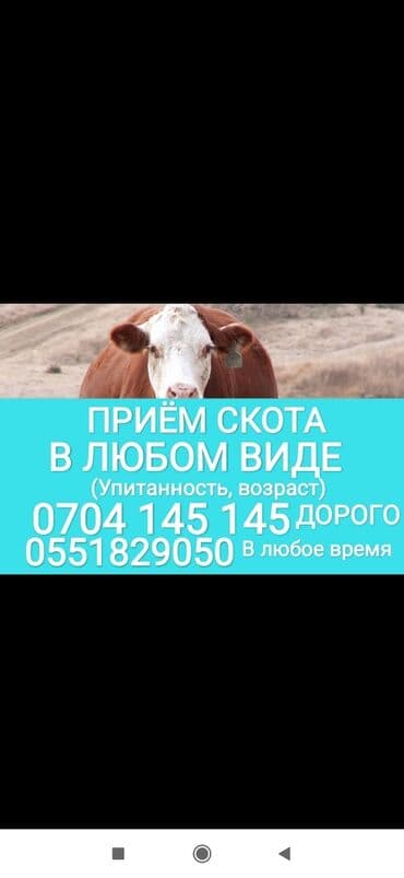 купить рыбу в аквариум: Куплю | Коровы, быки, Лошади, кони, Другие с/х животные | Круглосуточно, Любое состояние, Забитый — 1