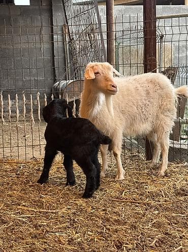 кара балта животные: Продаю | Козлёнок | Полукровка | На забой | Племенные — 6