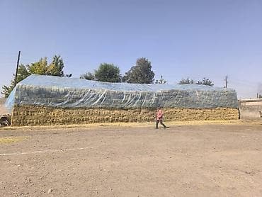 Грызуны: Сено люцерны в тюках - 3-й укос: мягкое и питательное - Сухое и — 2