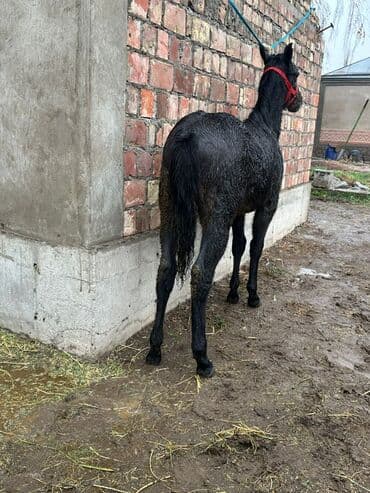 дойних коров: Продаю | Жеребенок | Для разведения | Племенные — 3