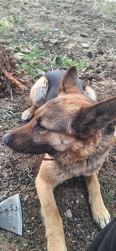 Немецкая овчарка, 3 года, Самец, С прививкой