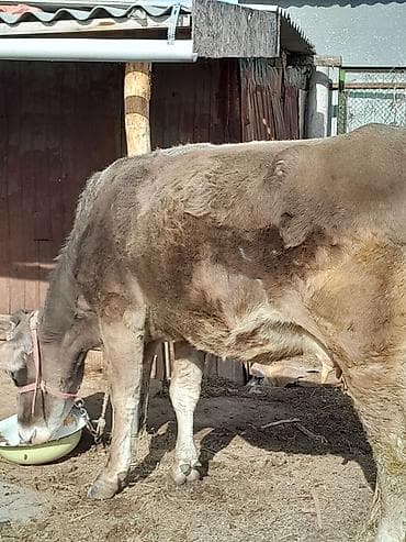 Услуги ветеринара: Продаю | Корова (самка) | Для молока | Привязанные — 3