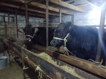 животные для дома: Продаю | Бык (самец) | Абердин-ангус | На откорм — 5