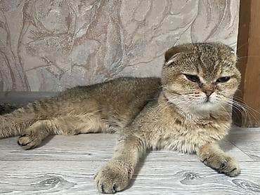Үй жаныбарлары: Скотиш Фолд (Шотландиялык шалпаң кулак), 3 айлык, Ургаачы, Лотокко барууга үйрөтүлгөн, Курттардан тазаланган, Эмделген — 4