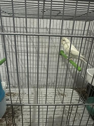 pretty pet grooming saloon бишкек: Продаю попугая с клеткой срочно самка 1 год цена 2000 клетка покупали — 1
