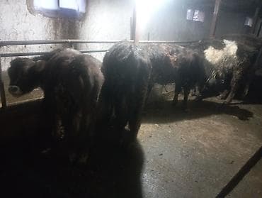 Кошки: Продаю | Бык (самец) — 3