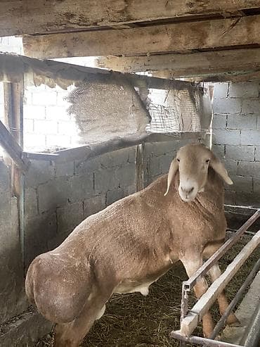 сокол птица цена: Продаю | Баран (самец) | Для разведения — 1