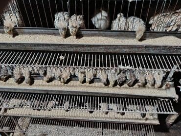 Гладильные доски: Перепел :, Самовывоз — 2