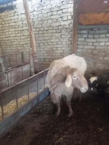 ат алам: Продаю | Овца (самка) | Для разведения | Матка — 9