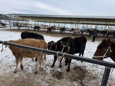 Продаю | Тёлка | Полукровка | На откорм | Привязанные