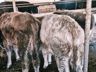 продам бу оборудование для птицефабрики: Продаю | Бык (самец) | Швицкая, Симментальская, Аулиекольская | На откорм — 15