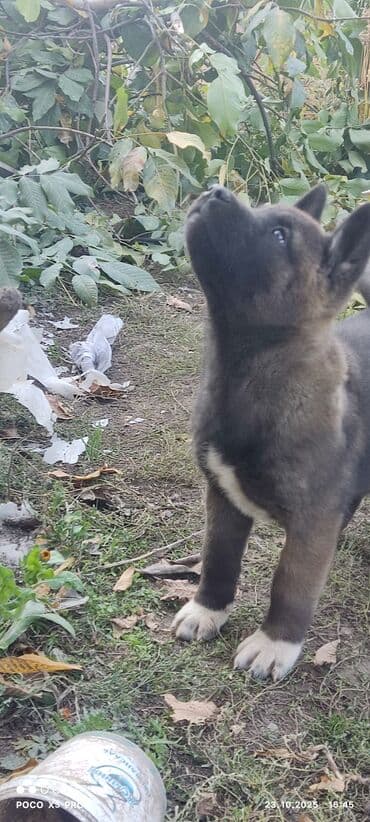 купить собаку акита ину: 3 месяца, Самец — 12