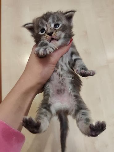 Котята, пушистые комочки счастья! На фото — малыши с полу-длинной at lalafo.kg Котята, пушистые комочки счастья! На фото — малыши с полу-длинной