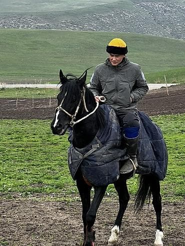 продаю мёд оптом: Продаю | Кобыла (самка) | Конный спорт — 1