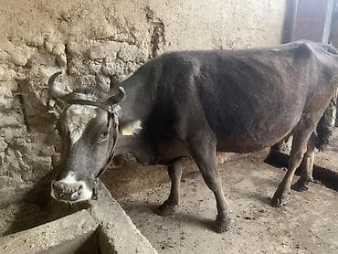 мышык сатам: Сатам | Уй (ургаачы) | Сүт алуу үчүн | Байланган — 1