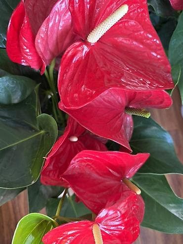 цветы комнатные: Антуриум (Anthurium andreanum) в декоративном кашпо - Яркие — 3