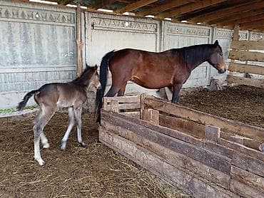 кошка белая: Продаю | Кобыла (самка) | Для разведения | Племенные — 9