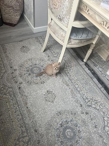 продам вислоухих котят: Британская короткошёрстная, 2 месяца, Мальчик, Рыжий, Приучена к лотку — 5