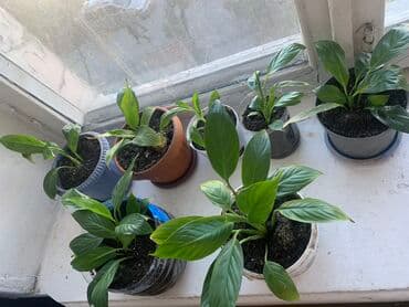 цена на семена люцерны: По 50-100-150 Сомов — 1